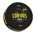 Corvus